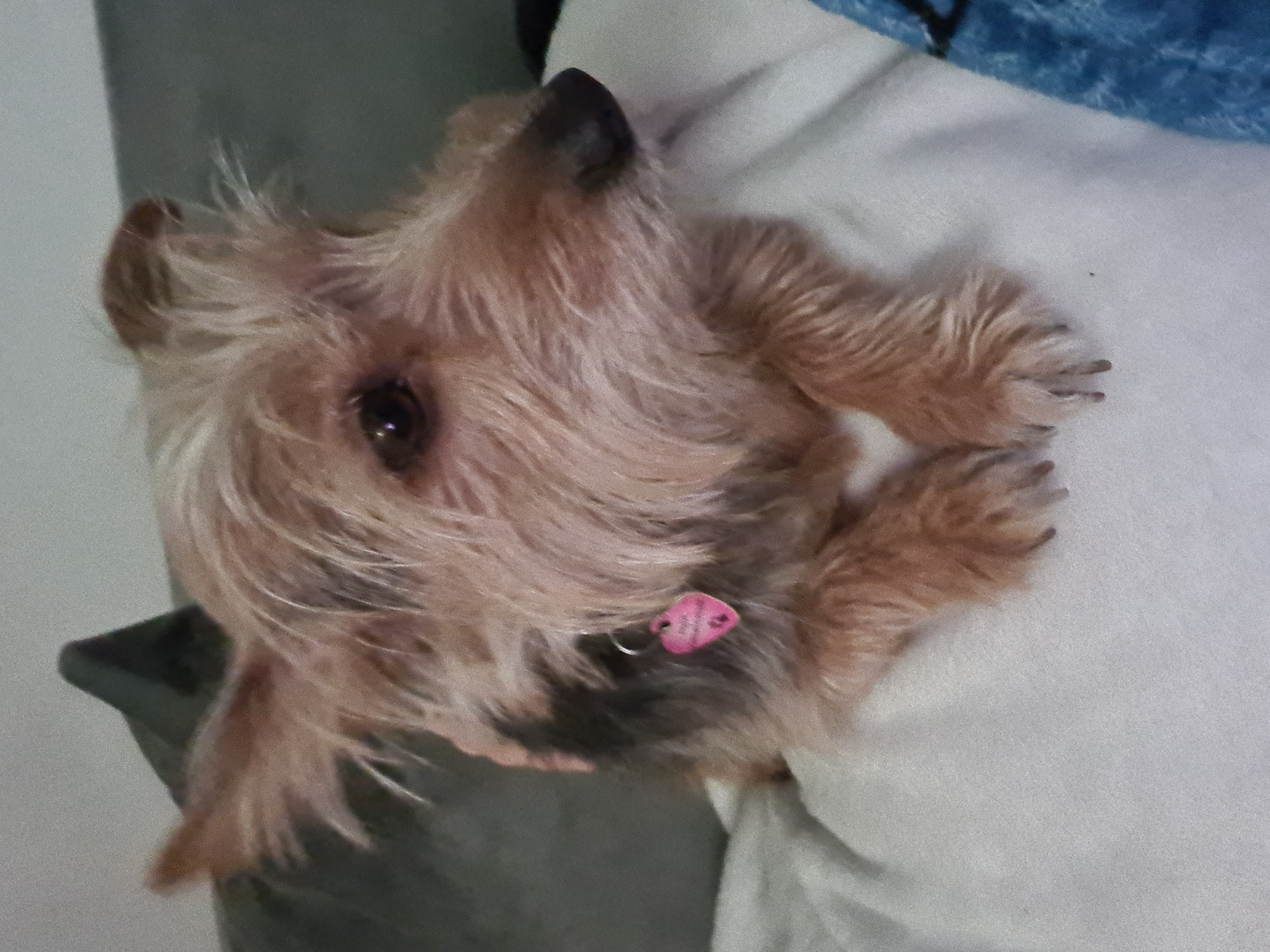 Born to Care for Your Best Friend