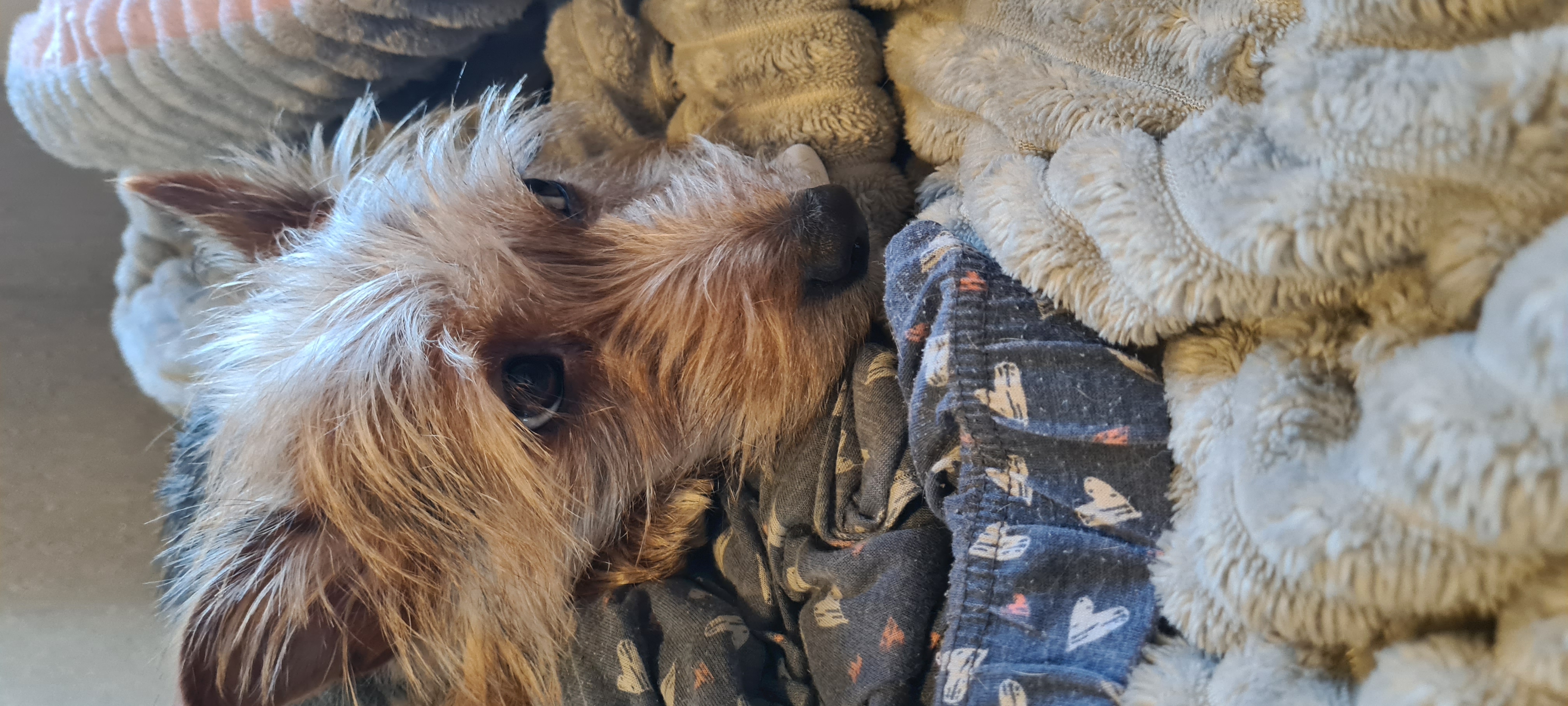 Cozy Moments & Endless Cuddles