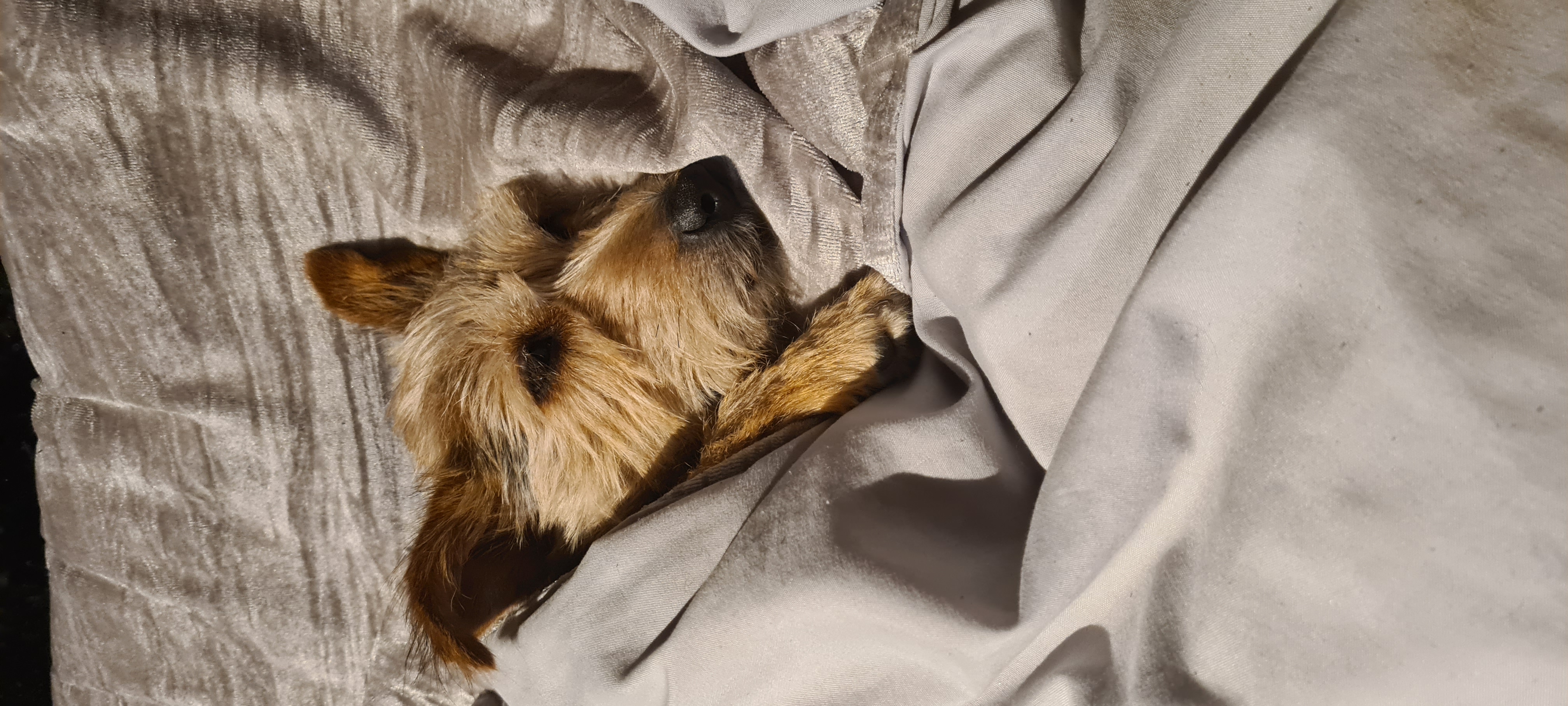 Where Wagging Tails Tell Stories