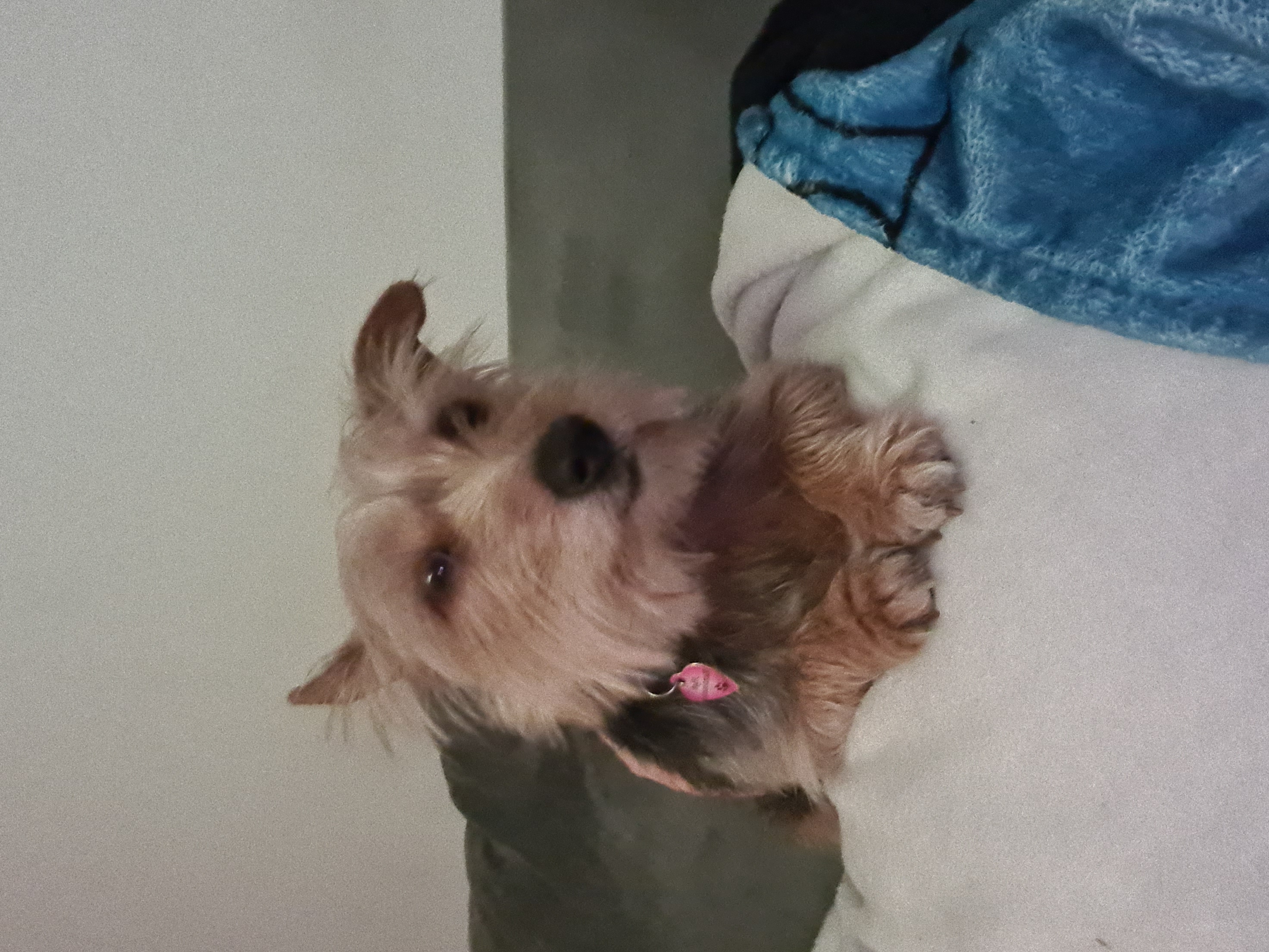 A Heart That Beats For Furry Friends